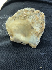 Isognomon perna