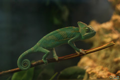 Chamaeleo
