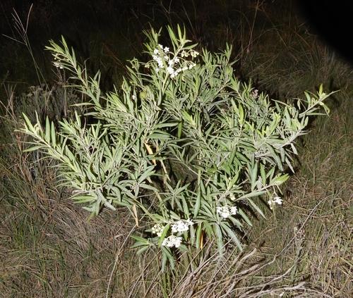 Gomphocarpus physocarpus