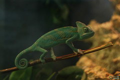 Chamaeleo