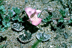 Dicerocaryum zanguebarium image