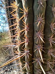 Trichocereus chiloensis