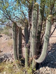 Trichocereus chiloensis