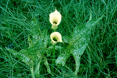 Zantedeschia albomaculata