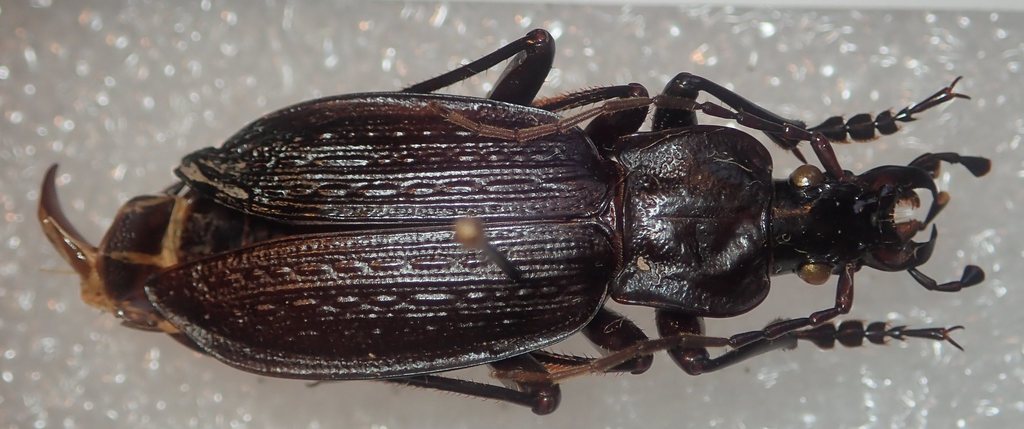 Carabus planatus