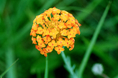 Gnidia chrysantha