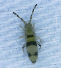 Entomobrya triangularis
