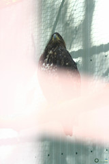 Falconiformes
