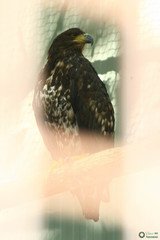 Falconiformes