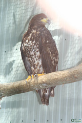 Falconiformes