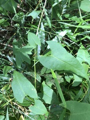 Muehlenbeckia gracillima