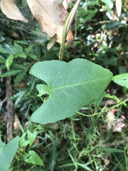 Muehlenbeckia gracillima