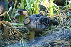 Anatidae