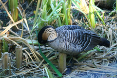 Anatidae