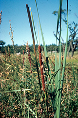 Typha capensis
