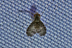 Trypetisoma sticticum