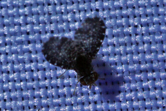 Trypetisoma sticticum