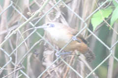 Cantorchilus leucotis