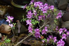 Rhododendron indicum