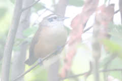 Cantorchilus leucotis