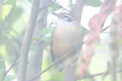 Cantorchilus leucotis