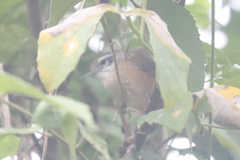 Cantorchilus leucotis