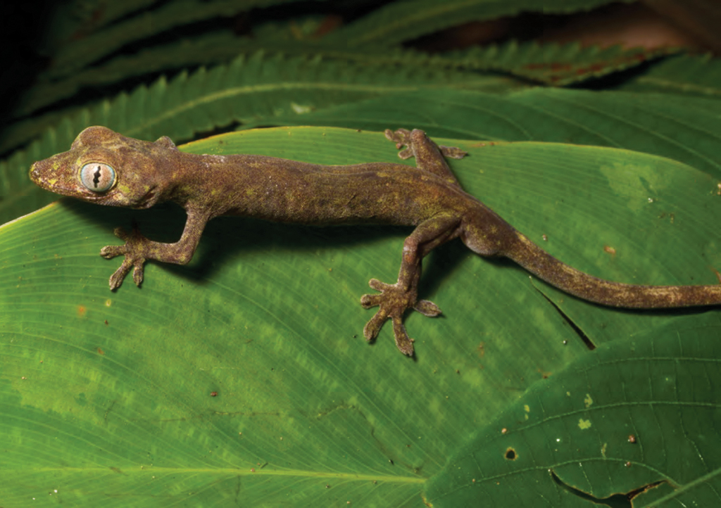 Philippine False Gecko
