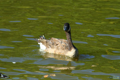 Branta canadensis