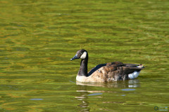 Branta canadensis