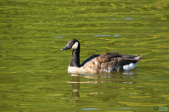 Branta canadensis