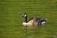 Branta canadensis