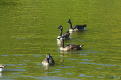 Branta canadensis