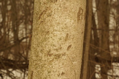 Asimina triloba