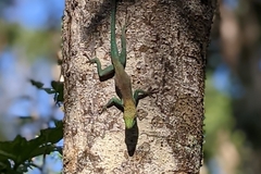 Anolis conspersus