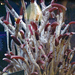 Riftia pachyptila - Photo (c) Matthew Bellemare, μερικά δικαιώματα διατηρούνται (CC BY-SA)
