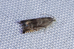 Grapholita eclipsana