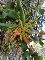 Tristerix corymbosus