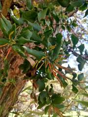 Tristerix corymbosus