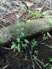 Coprosma ×cunninghamii