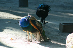 Pavo cristatus
