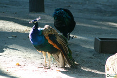 Pavo cristatus