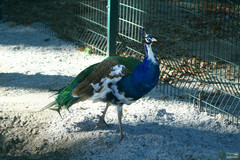 Pavo cristatus