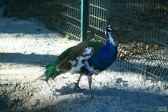 Pavo cristatus