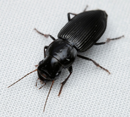 Gnathaphanus