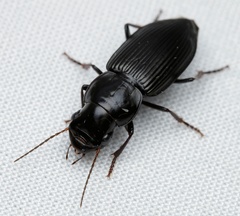Gnathaphanus philippensis