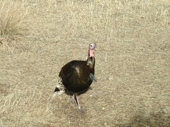 Meleagris gallopavo mexicana