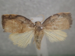 Hemonia micrommata