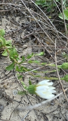 Noticastrum hatschbachii