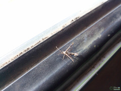 Synanthedon tipuliformis