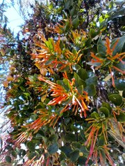 Tristerix corymbosus